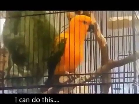 ANGRY BIRDS Funny Animals Videos Funny Fails Comedy Conures Bell (Animal Funny Video 2013)