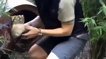 Best of Comedy Super Funny Tiny Red Panda Baby Fail Animal Videos