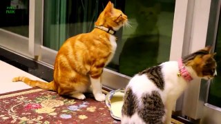 Funny Cats and Kittens Meowing Compilation 2013 [HD]