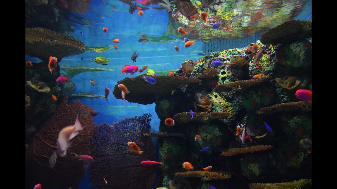 Aquarium de Shanghai