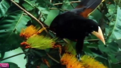 Bí ẩn Về Bộ Tộc Odissia Sống Khỏa Thân Cách Ly Với Thế Giới Bên Ngoài (Full Documentary)