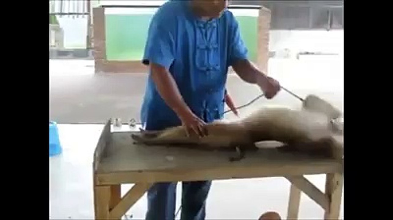funnymonkey