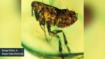 Fossilized Flea Might Have Been An Ancient Harbinger Of Bubonic Plague