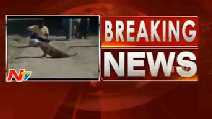 Un léopard se coince la tête dans une jarre et fait le buzz en Inde