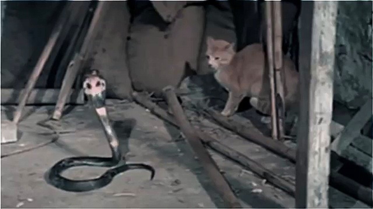 Cat fights snake - this is what a cat will do to defend her home