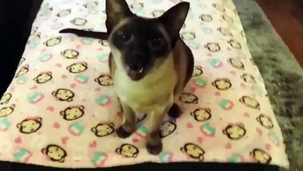 Cat sings Aha - Take on me