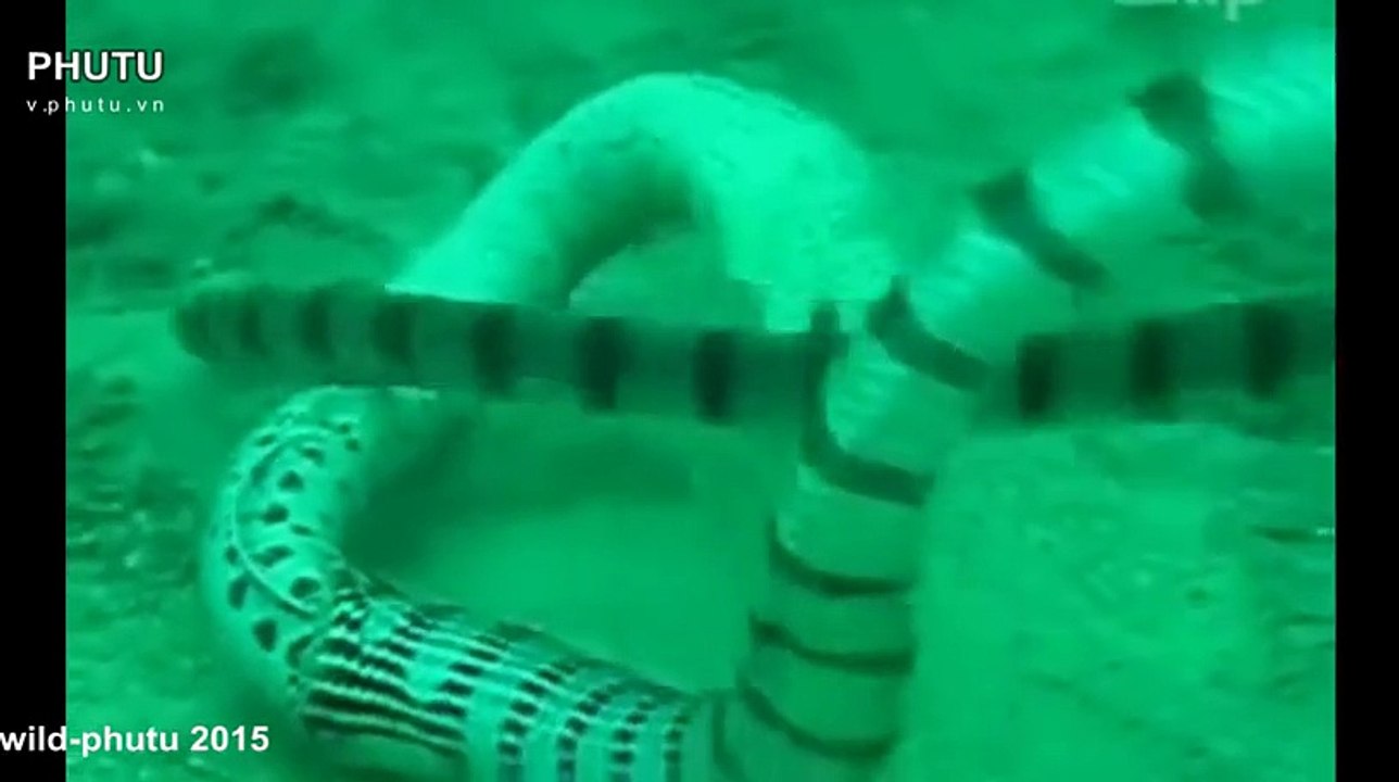 Electric Eel vs Sea Snake (Banded Sea Krait) Fight video Dailymotion