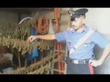 Palermo - 10 chili di marijuana in un garage, arrestato 36enne (30.09.15)