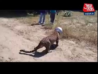 OMG what happened to this panther