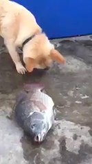 Animal save the life of another animal...and human?