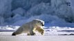 Adorable Polar Bear Slips and Slides All Over Ice