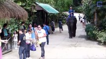 Friendly Elephants Give Huge Hugs To Tourists