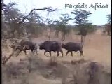 Giraffe kills lion. Giraffe attacks lion pride and kicks one of them to death.