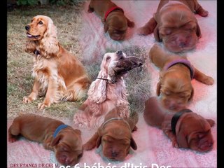 Les bébés D'iris et de Dolce