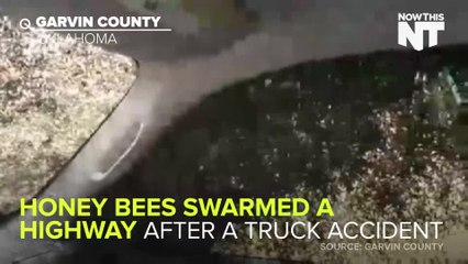 Truck Carrying Millions Of Bees Overturns on Highway