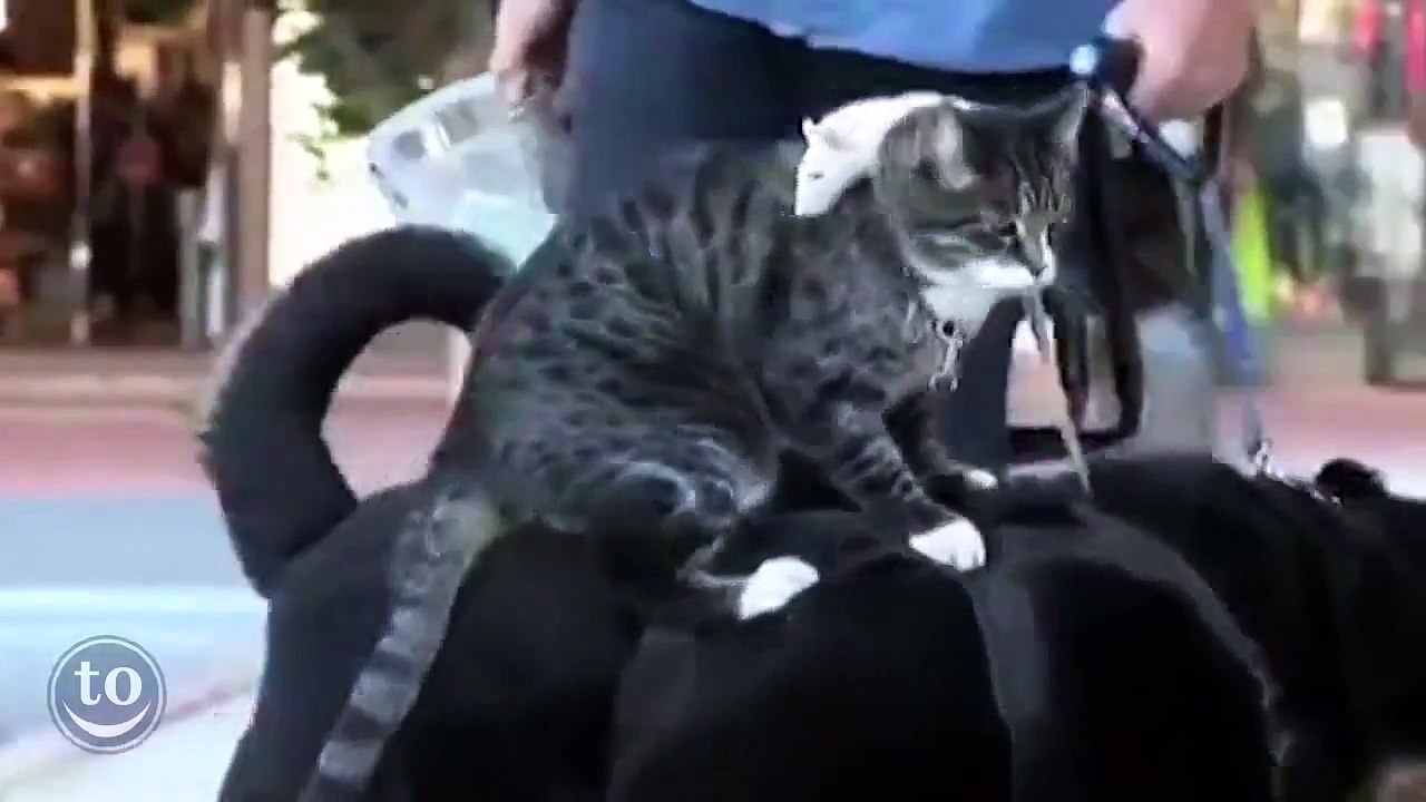 Animals Riding Other Animal - Funny Animals