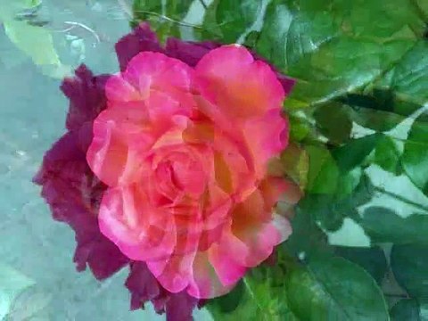 Fleurs, mots, musique, poésie