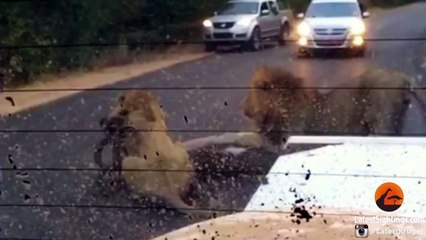 2 Male Lions Kill `바디천사` 강남오피op 역삼오피 부천오피 안양오피 대전오피,강남건마