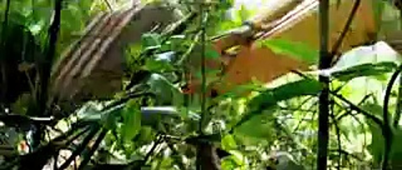 The Green Inferno Official Trailer @1 (2015) - Eli Roth Horror Movie HD