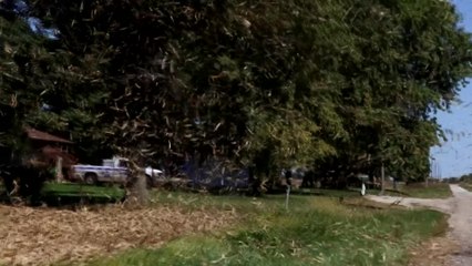 Have you ever seen a corn stalk tornado?