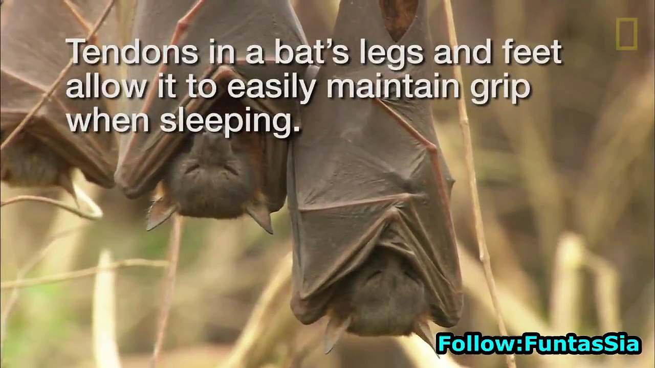 The Funny Ways That Animals Sleep