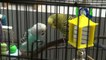 Pet parrots get noise complaint in NJ