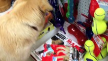 This Dog Was Rescued From Certain Death… Now Watch Her Pick Out A Toy For The First Time Ever.