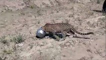 Leopard gets his Head stuck in a pot trying to drink water in Rajasthan