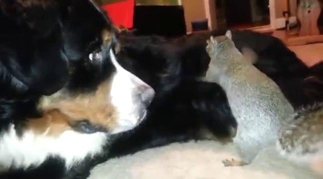 Un écureuil cache sa noisette dans les poils d'un chien !