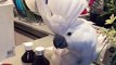 Cockatoo dances and sings like no one and it's hilarious!