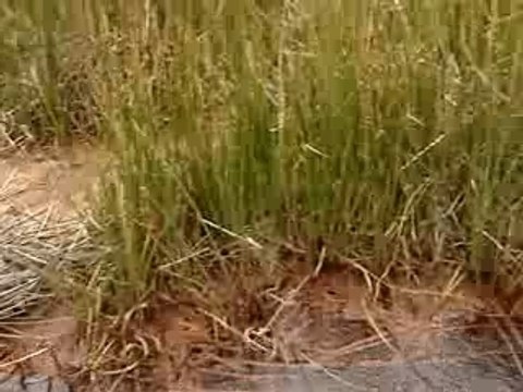 Cordillere-Blanche- Perou