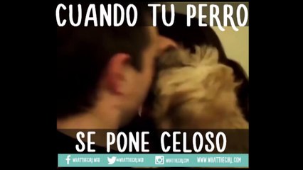 VIRAL: PERROS se ponen CELOSOS de las parejas de sus dueños