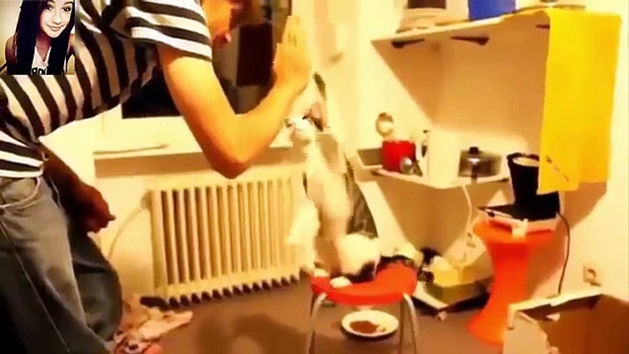 Funny Video Animal|Funny video compilation 2015[HD] [Full Episode]