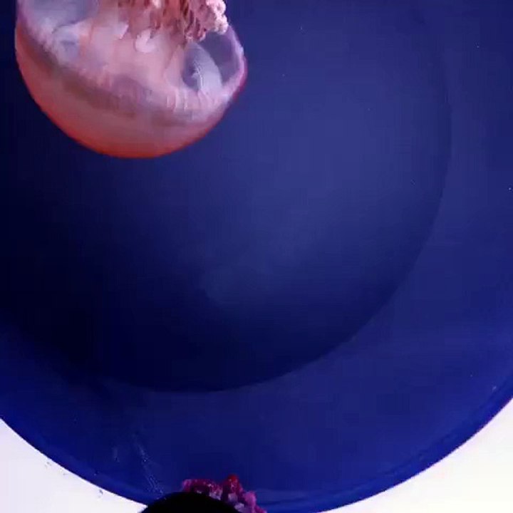 Blue Blubber Jellyfish