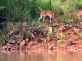 Discovery Animals Nature documentary - Wild Amazon