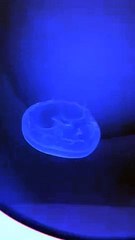 Moon Jellyfish (Aurelia Aurita) Swimming