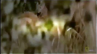 National Geographic Animals - Lion's and Buffaloes The Mortal Enemies - Lions Documentary