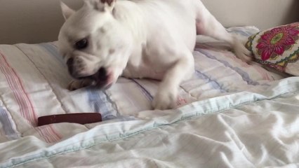 French Bulldog unsure what to do with large-sized treat