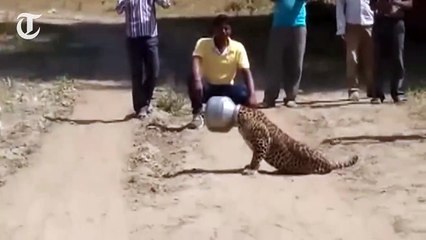 A thirsty leopard gets its head stuck in a metal pot.