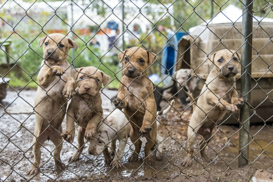 23 pit bulls recovered in dog fighting investigation