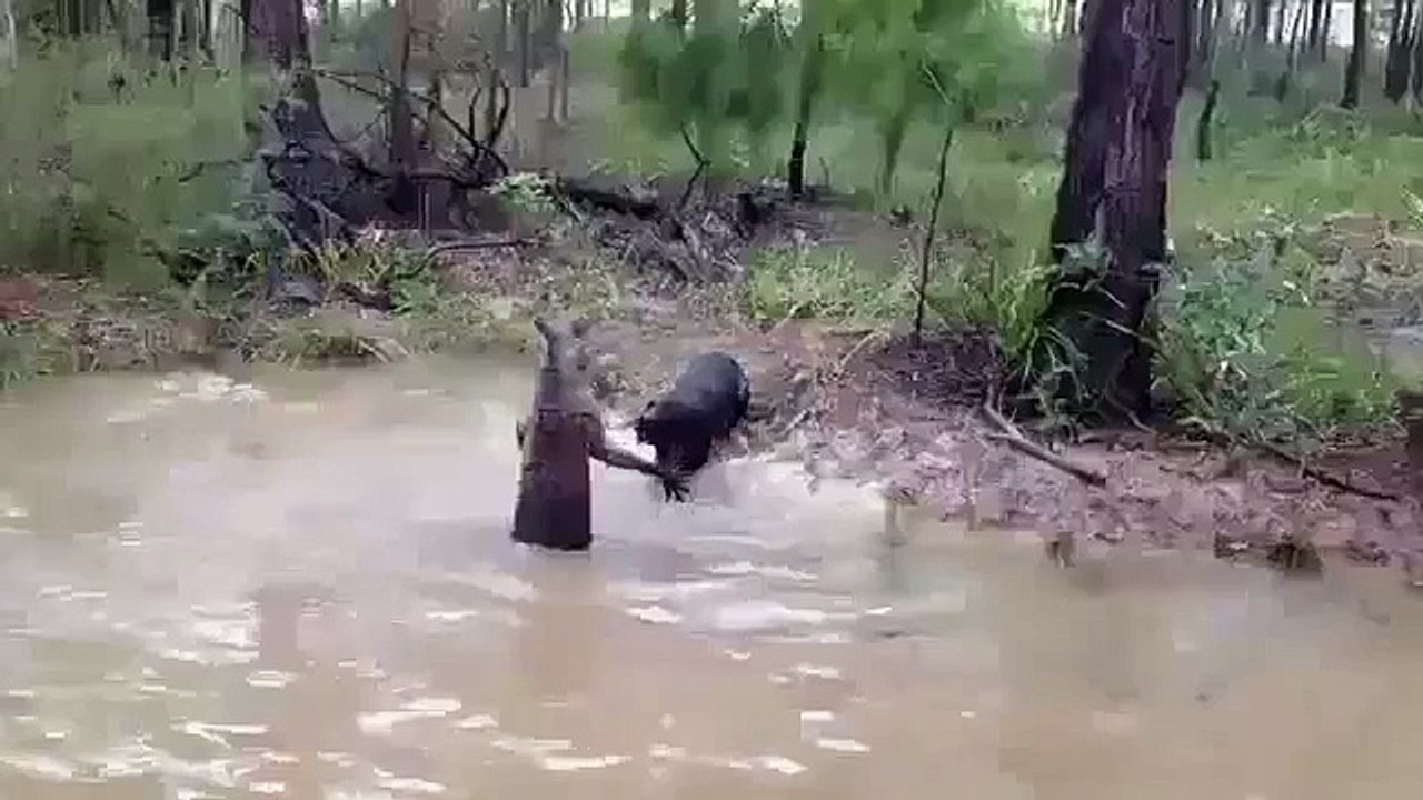 Komik Video Kanguru Vs Köpek ☆ Komedi ve Eğlence izle (video)  ツ