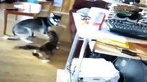Komik Video Kedi ve Köpeklerin komik halleri ☆ Komedi ve Eğlence izle (video)  ツ