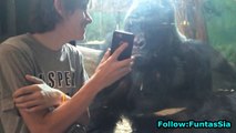 He Showed Him Photos Of Other Gorillas On His Phone - Watch Gorilla's Reaction