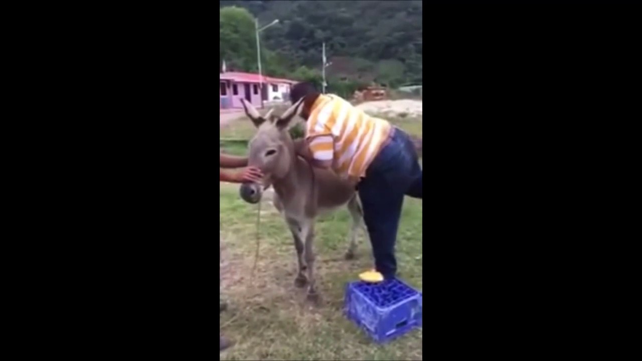 PARA RIR - Os videos mais engraçados 2015 do Whatsapp PARTE #13