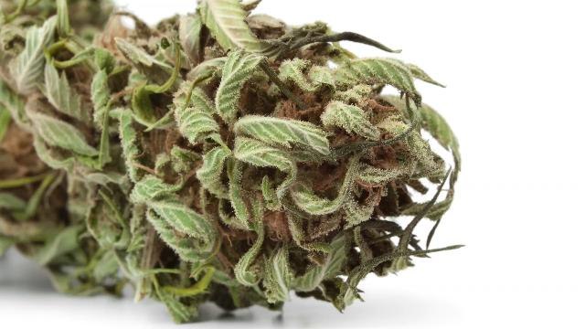 Florida woman calls 911 to report being shorted on drug deal, gets arrested