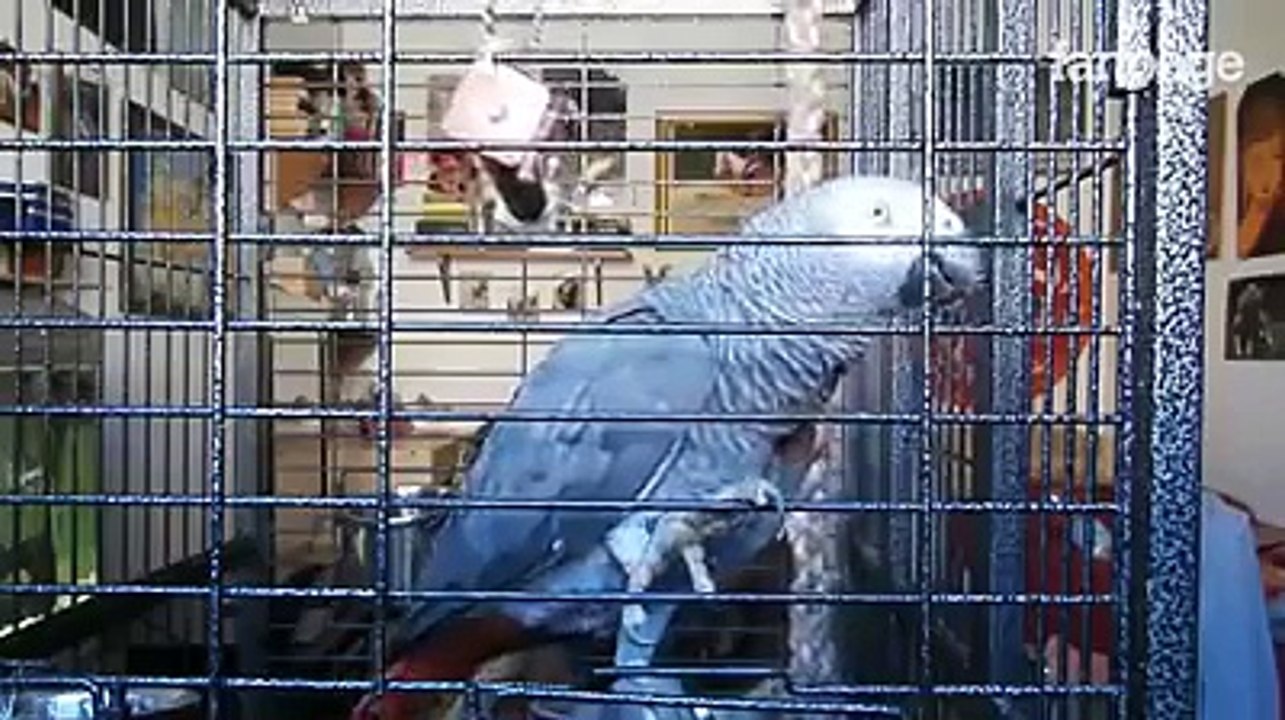 Il pappagallo che saluta, canta e parla in dialetto