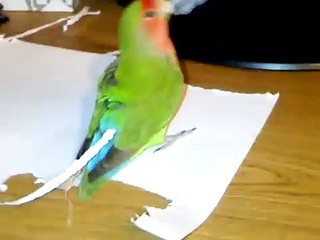 Il Pappagallo Che Si Crea Da Solo Una Fantastica Extension Alla Coda