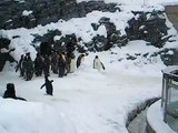 Il Piccolo Pinguino Vede La Neve Per La Prima Volta, La Sua Reazione è Fuori Dal Comune