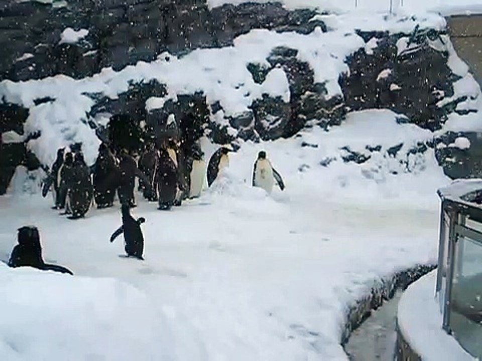 Il Piccolo Pinguino Vede La Neve Per La Prima Volta, La Sua Reazione è Fuori Dal Comune