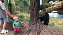 Il piccolo vede un cucciolo di gorilla e guardate dopo che succede allo zoo